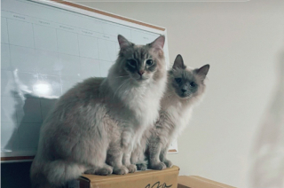 Illustration de l'article : Le bonheur de Tillie et Tommy, 2 chats Ragdoll, heureux de retrouver leur maître chaque soir lorsqu’il rentre du travail (vidéo)