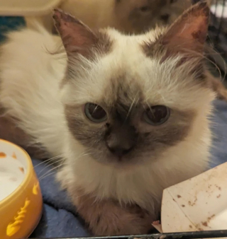 Illustration de l'article : La mystérieuse découverte de 35 félins de même race secourus par des bénévoles mobilisés pour l’occasion