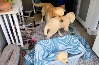 Illustration de l'article : Un adorable Golden Retriever délaisse sa peluche préférée pour accueillir celle qu’il attendait depuis très longtemps (vidéo)