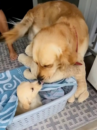 Illustration de l'article : Un adorable Golden Retriever délaisse sa peluche préférée pour accueillir celle qu’il attendait depuis très longtemps (vidéo)