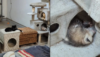 Illustration de l'article : Un homme ayant ouvert son garage aux chats errants de son quartier fait la rencontre d&rsquo;un animal inattendu parmi les f&eacute;lins (vid&eacute;o)