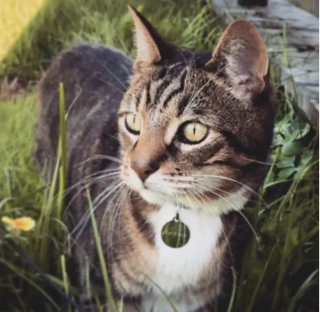 Illustration de l'article : Parti au refuge pour adopter un chat, ce couple a la plus belle des surprises