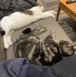 Illustration de l'article : Parti au refuge pour adopter un chat, ce couple a la plus belle des surprises