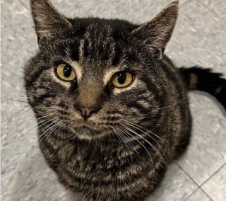 Illustration de l'article : Parti au refuge pour adopter un chat, ce couple a la plus belle des surprises