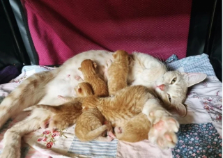 Illustration de l'article : Marisol, une chatte abandonn&eacute;e apr&egrave;s avoir eu des petits, se fait une place dans le c&oelig;ur de sa famille adoptive 