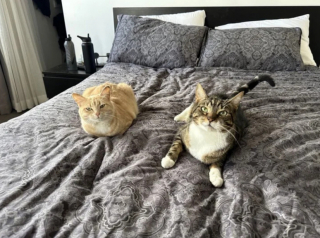 Illustration de l'article : Marisol, une chatte abandonn&eacute;e apr&egrave;s avoir eu des petits, se fait une place dans le c&oelig;ur de sa famille adoptive 