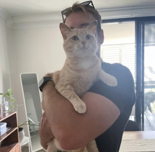 Illustration de l'article : Marisol, une chatte abandonn&eacute;e apr&egrave;s avoir eu des petits, se fait une place dans le c&oelig;ur de sa famille adoptive 