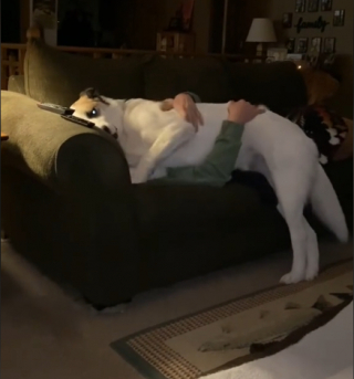 Illustration de l'article : Rocky, un chien de refuge jugé « trop difficile à gérer » par ses premiers adoptants, reçoit le plus beau des accueils dans sa nouvelle famille (vidéo)