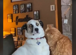 Illustration de l'article : Rocky, un chien de refuge jugé « trop difficile à gérer » par ses premiers adoptants, reçoit le plus beau des accueils dans sa nouvelle famille (vidéo)