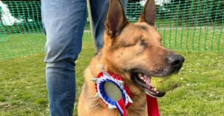 Illustration de l'article : Benedict, le Berger Allemand aveugle, trouve son foyer pour la vie grâce à la persévérance des bénévoles