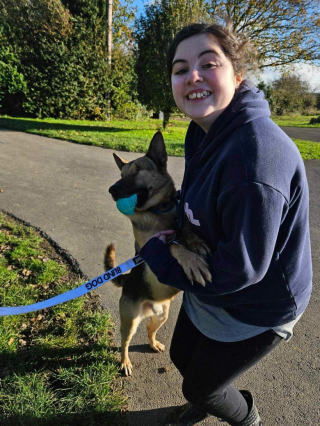 Illustration de l'article : Benedict, le Berger Allemand aveugle, trouve son foyer pour la vie grâce à la persévérance des bénévoles