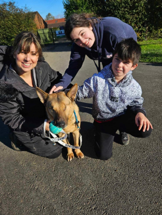Illustration de l'article : Benedict, le Berger Allemand aveugle, trouve son foyer pour la vie grâce à la persévérance des bénévoles