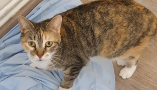 Illustration de l'article : Débordée par la présence de 47 chats à son domicile, une femme retarde une enquête lancée par la Fondation 30 Millions d’Amis