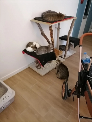 Illustration de l'article : Débordée par la présence de 47 chats à son domicile, une femme retarde une enquête lancée par la Fondation 30 Millions d’Amis