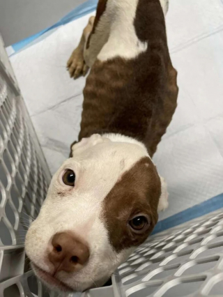 Illustration de l'article : Une chienne découvre l’amour d’une famille après plusieurs jours passés dans une cage trop petite sur le parking d’un immeuble