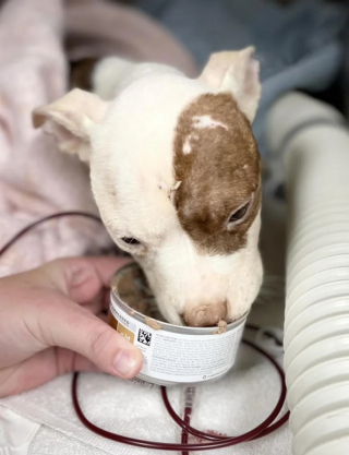 Illustration de l'article : Une chienne d&eacute;couvre l&rsquo;amour d&rsquo;une famille apr&egrave;s plusieurs jours pass&eacute;s dans une cage trop petite sur le parking d&rsquo;un immeuble 