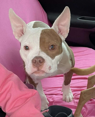 Illustration de l'article : Une chienne découvre l’amour d’une famille après plusieurs jours passés dans une cage trop petite sur le parking d’un immeuble