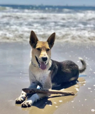 Illustration de l'article : Ayant perdu son chien dans la forêt, ce propriétaire a dormi durant une semaine entière dans son véhicule pour sillonner la zone