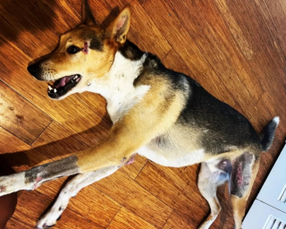 Illustration de l'article : Ayant perdu son chien dans la forêt, ce propriétaire a dormi durant une semaine entière dans son véhicule pour sillonner la zone