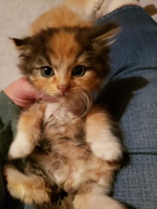 Illustration de l'article : Un chaton pourtant tout à fait normal fascine les potentiels adoptants à cause de son pelage inattendu