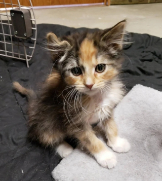 Illustration de l'article : Un chaton pourtant tout à fait normal fascine les potentiels adoptants à cause de son pelage inattendu