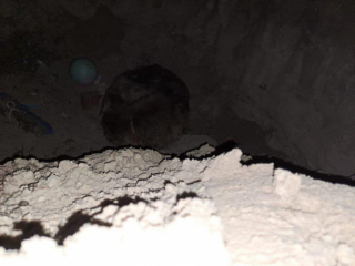 Illustration de l'article : La transformation de Courage, le croisé Berger Allemand retrouvé enterré vivant sous une dalle de béton