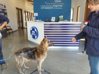 Illustration de l'article : La transformation de Courage, le croisé Berger Allemand retrouvé enterré vivant sous une dalle de béton