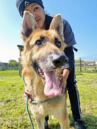 Illustration de l'article : La transformation de Courage, le croisé Berger Allemand retrouvé enterré vivant sous une dalle de béton