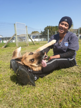 Illustration de l'article : La transformation de Courage, le croisé Berger Allemand retrouvé enterré vivant sous une dalle de béton
