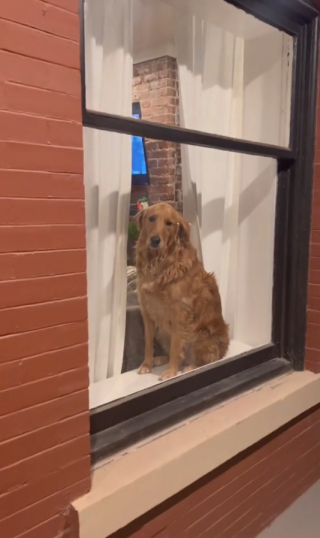 Illustration de l'article : Élevée auprès d’un chat, Maple, la chienne Golden Retriever a des comportements typiquement « félins » (vidéo)