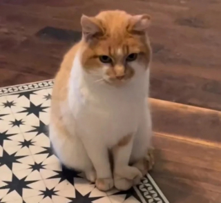 Illustration de l'article : Une chatte laisse son ami cheval rentrer dans le salon, mais n’assume pas les conséquences (vidéo)