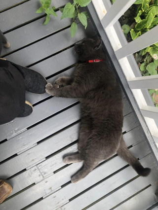 Illustration de l'article : Un chat au pass&eacute; difficile s&rsquo;absente tous les jours de chez lui dans le secret pour aider les personnes malades