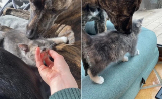 Illustration de l'article : Anxieuse à l’idée des présentations, une propriétaire observe la première interaction entre son chien et son chat (vidéo)