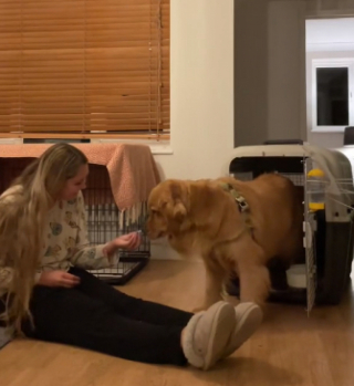 Illustration de l'article : La revanche sur la vie de Brooklyn, le Golden Retriever qui a échappé de peu au commerce de viande chinois (vidéo)