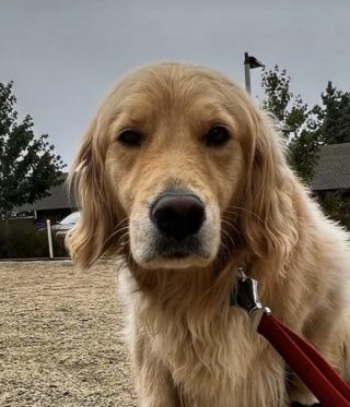 Illustration de l'article : Un Golden Retriever réserve un accueil des plus chaleureux à son maître de retour après une journée d’absence (vidéo)