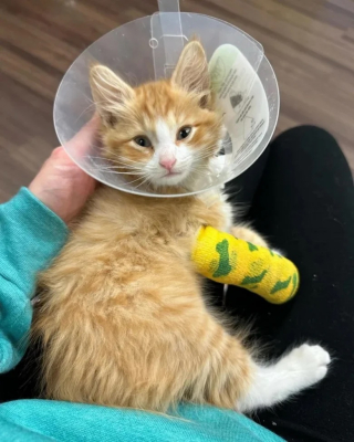 Illustration de l'article : Un chaton résilient recueilli par une mère d’accueil se découvre une passion étonnante pour le lave-vaisselle