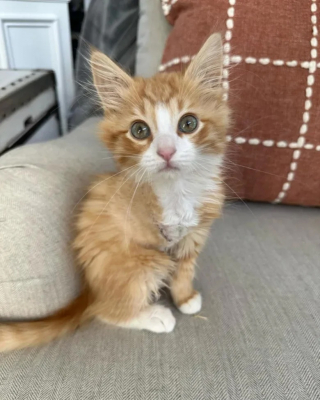 Illustration de l'article : Un chaton résilient recueilli par une mère d’accueil se découvre une passion étonnante pour le lave-vaisselle