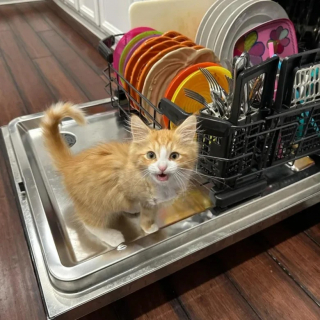 Illustration de l'article : Un chaton résilient recueilli par une mère d’accueil se découvre une passion étonnante pour le lave-vaisselle