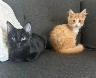 Illustration de l'article : Un chaton résilient recueilli par une mère d’accueil se découvre une passion étonnante pour le lave-vaisselle