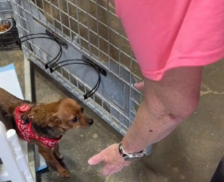 Illustration de l'article : La métamorphose de Winnie Mae, la petite chienne Chihuahua, lorsqu’elle comprend enfin qu’elle a trouvé son foyer pour la vie (vidéo)
