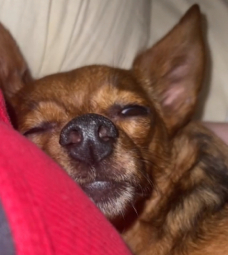 Illustration de l'article : La métamorphose de Winnie Mae, la petite chienne Chihuahua, lorsqu’elle comprend enfin qu’elle a trouvé son foyer pour la vie (vidéo)