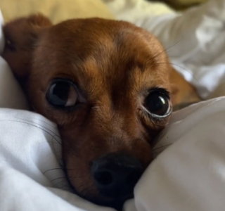 Illustration de l'article : La métamorphose de Winnie Mae, la petite chienne Chihuahua, lorsqu’elle comprend enfin qu’elle a trouvé son foyer pour la vie (vidéo)