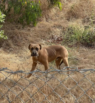 Illustration de l'article : Seul au bord d’une autoroute, Bruce le chien errant se trouve un ami inattendu (vidéo)