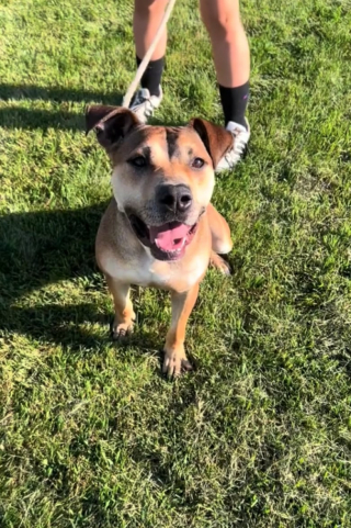 Illustration de l'article : La r&eacute;action d&eacute;chirante de Sampson, le crois&eacute; Pitbull, lorsqu&rsquo;il comprend qu&rsquo;on le ram&egrave;ne au refuge une semaine apr&egrave;s son adoption (vid&eacute;o)