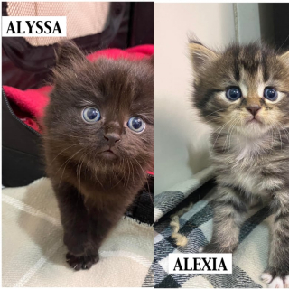 Illustration de l'article : Malheureuse au refuge, Allegra s’épanouit pleinement dans sa famille d’accueil et se métamorphose complètement (vidéo)