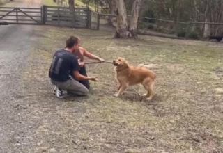 Illustration de l'article : Un Golden Retriever déborde de joie en retrouvant sa famille après 7 mois d’absence 