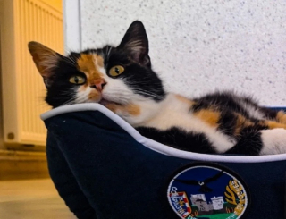 Illustration de l'article : Une chatte trouve refuge chez les gendarmes et découvre la belle nouvelle que lui réserve la caserne