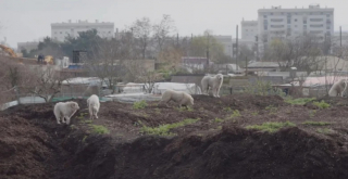 Illustration de l'article : Une équipe de bénévoles engagés vient au secours de 6 chiens et comprend qu’une femelle avait besoin d’une aide urgente