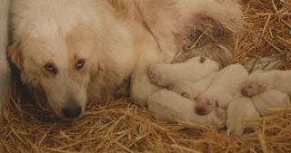 Illustration de l'article : Une équipe de bénévoles engagés vient au secours de 6 chiens et comprend qu’une femelle avait besoin d’une aide urgente