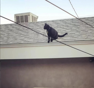 Illustration de l'article : Une famille mène l’enquête après avoir retrouvé son chat vêtu d’un pull un jour d’hiver